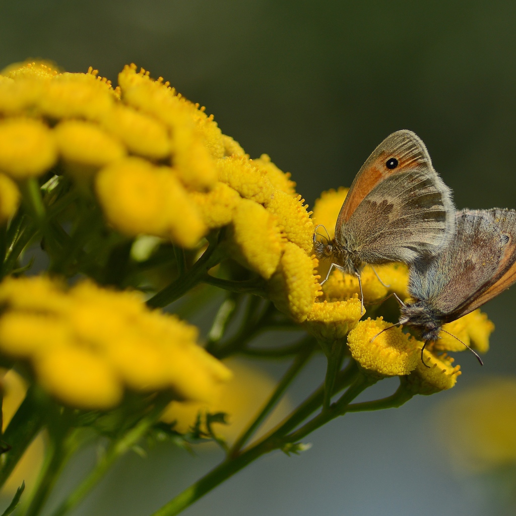 Две бабочки на желтых цветах пижмы