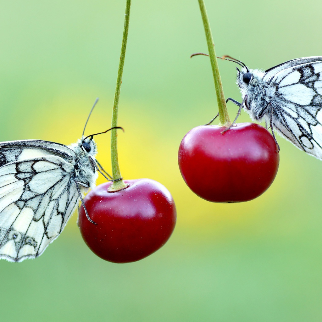 Две бабочки сидят на красных вишнях