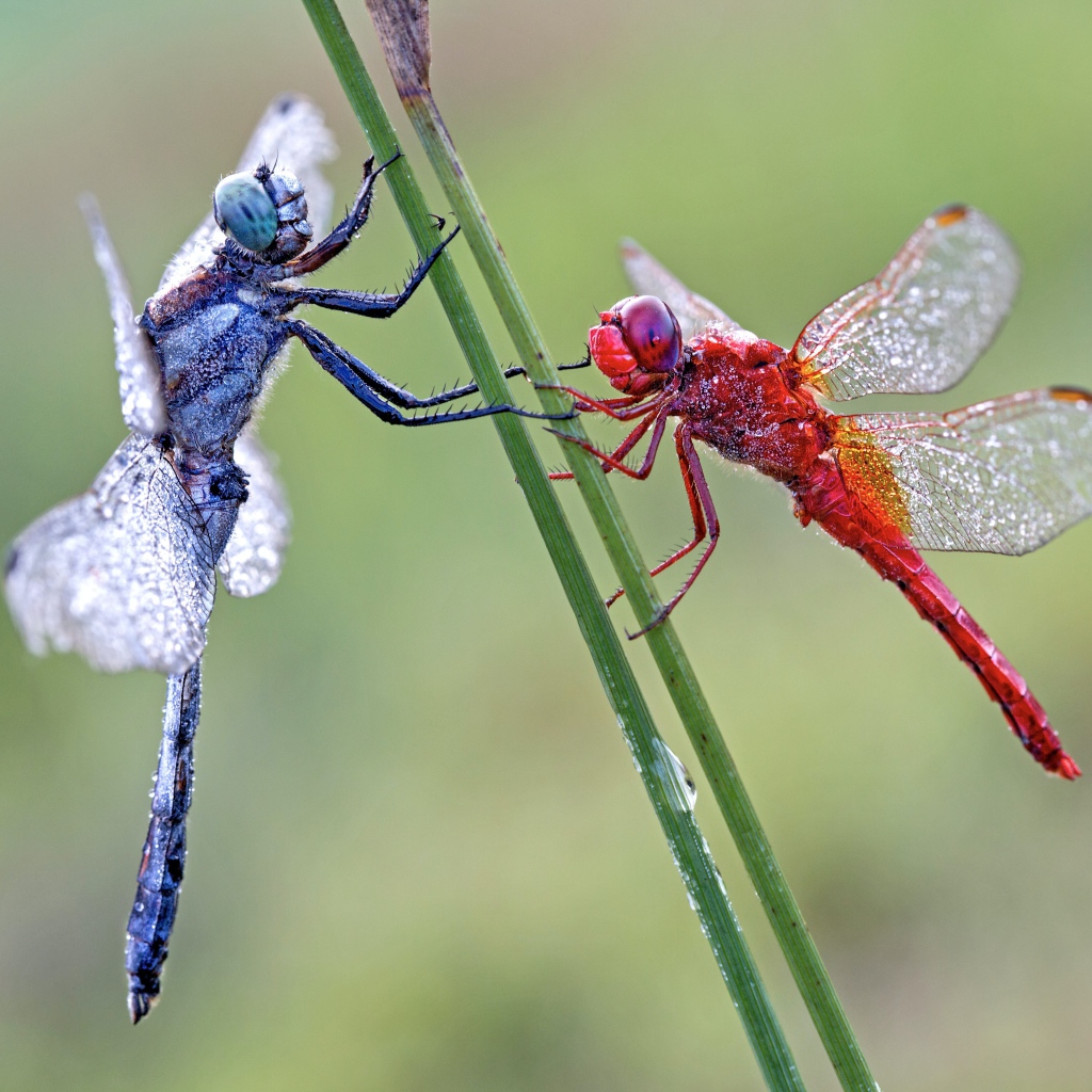Две стрекозы сидит на зеленой траве