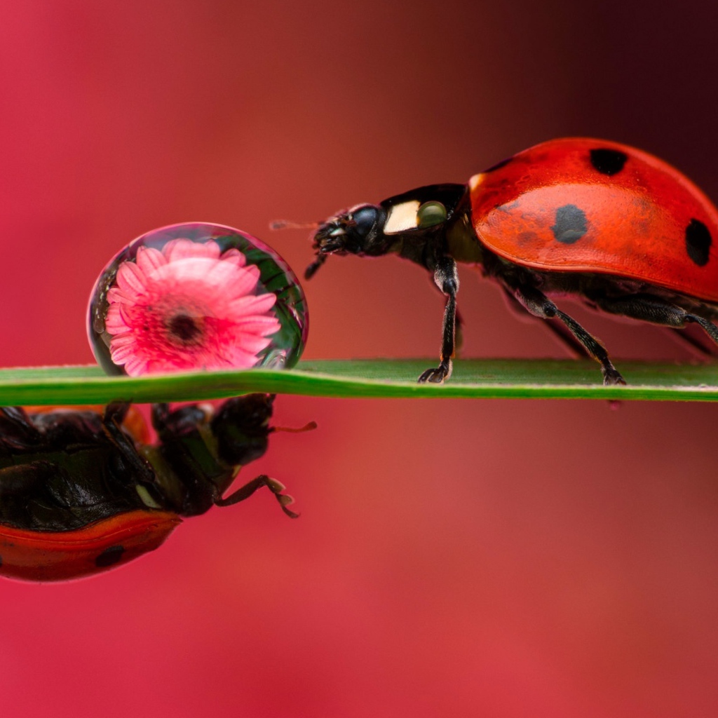 Две божьих коровки на зеленом листе с каплей росы