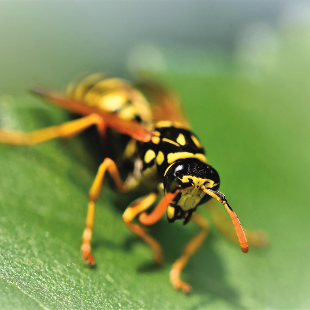 Оса сидит на зеленом листке крупным планом