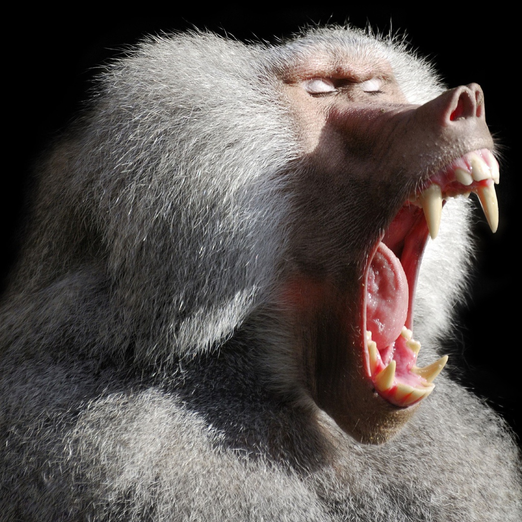 Большой павиан зевает на черном фоне