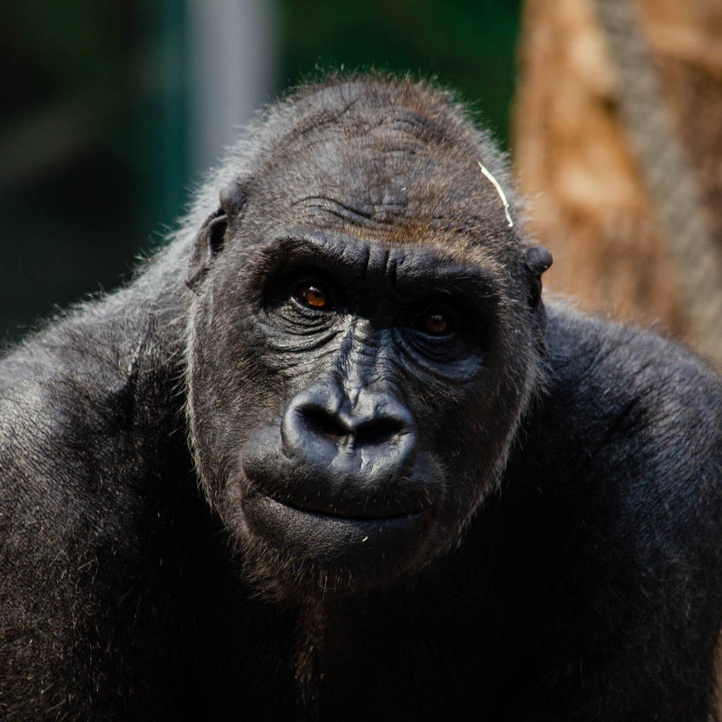 Большая черная горилла в зоопарке