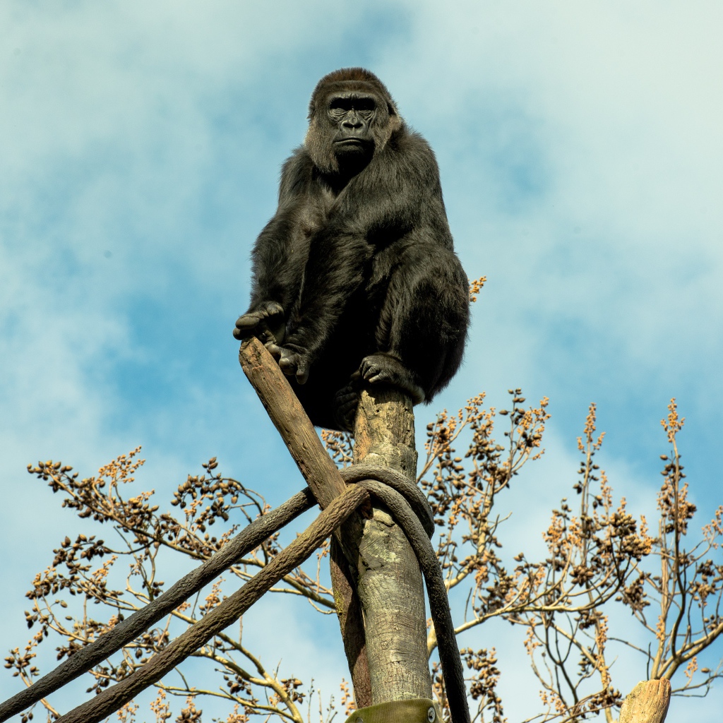 Большая черная горилла сидит на стволе дерева 