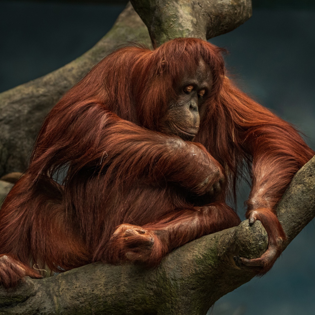 Большой орангутанг сидит на дереве 