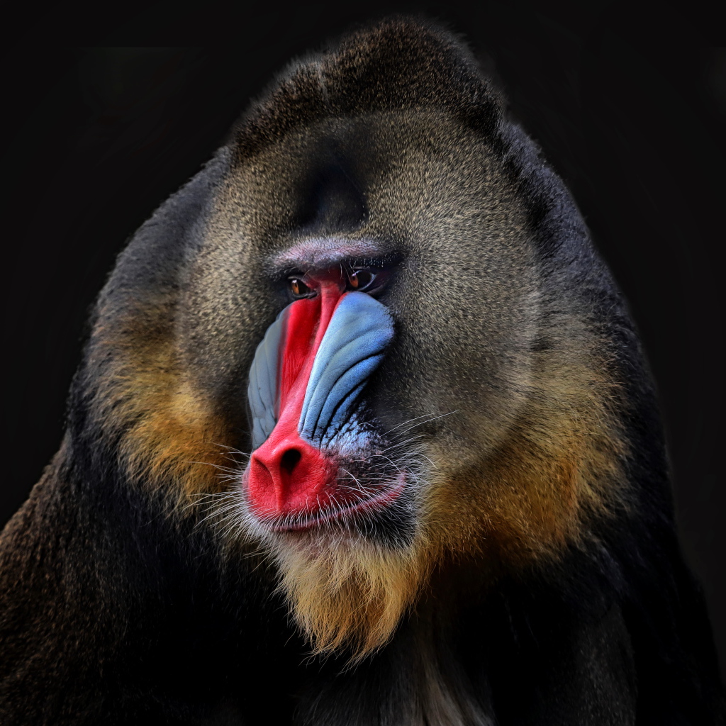 Мандрил с красным носом на черном фоне