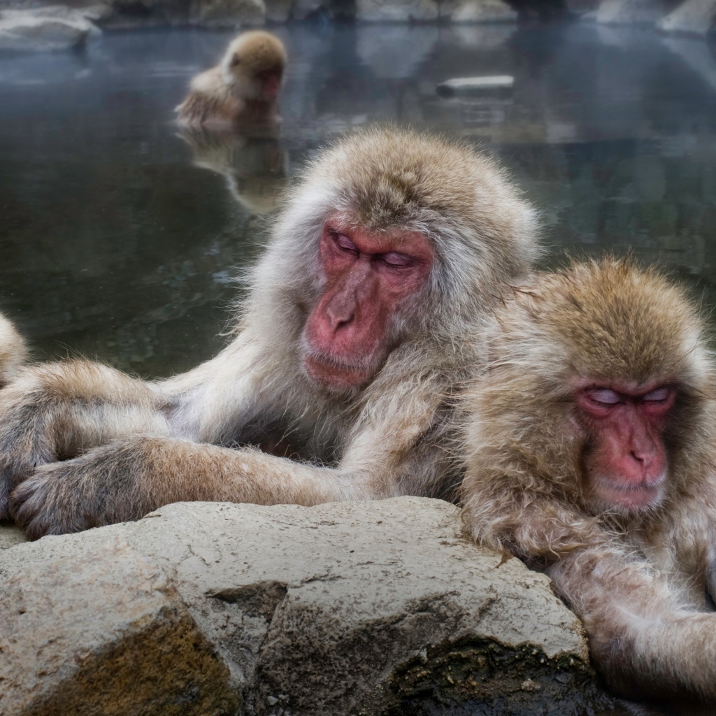 Monkeys bask in hot springs