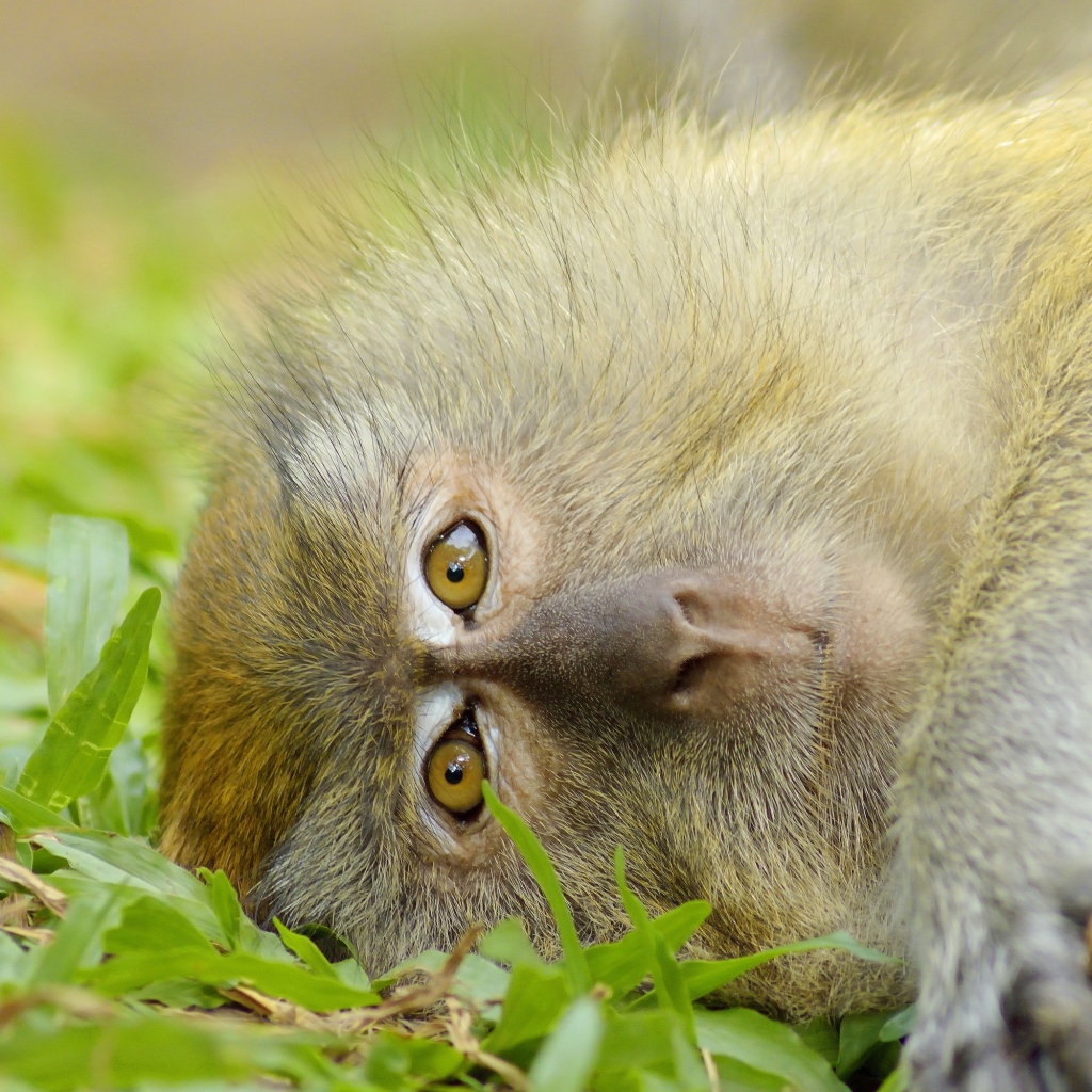 Обезьяна лежит на зеленой траве