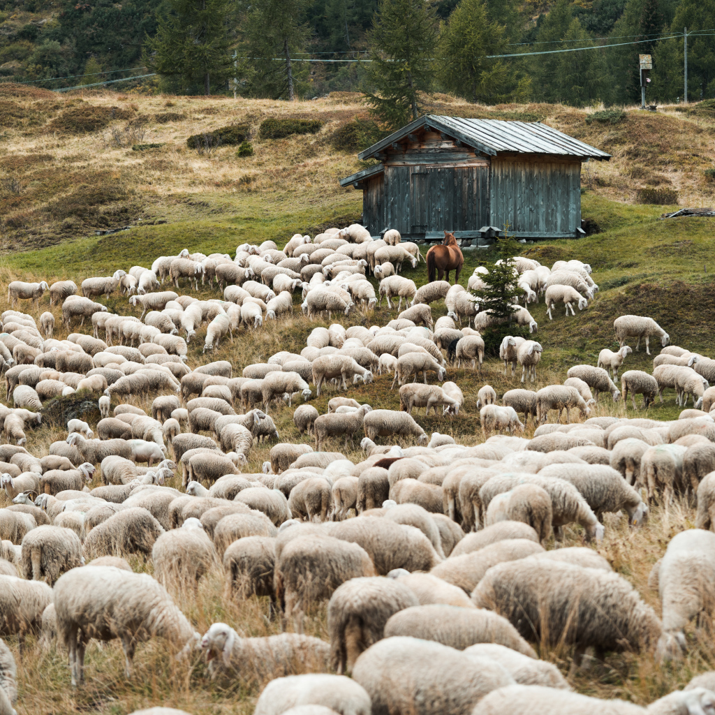 Стадо овец пасется на природе 
