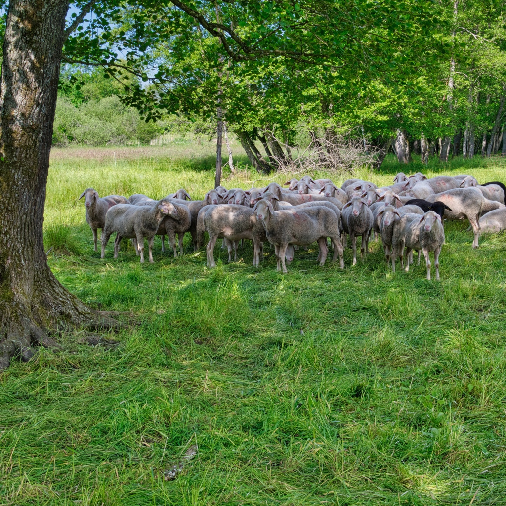 Стадо овец пасется на зеленой траве под деревом