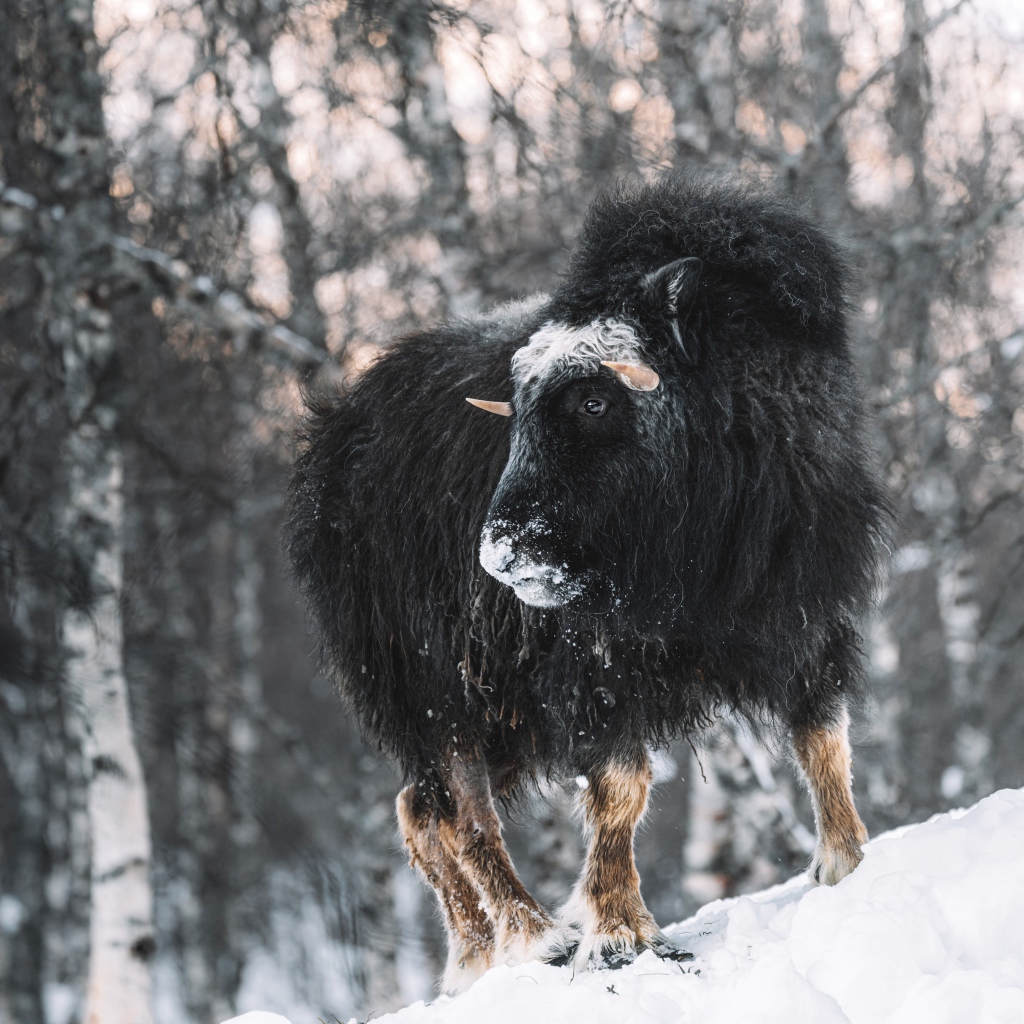 Американский бизон в зимнем лесу 