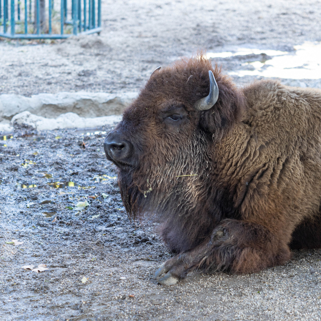 Большой американский бизон лежит в грязи