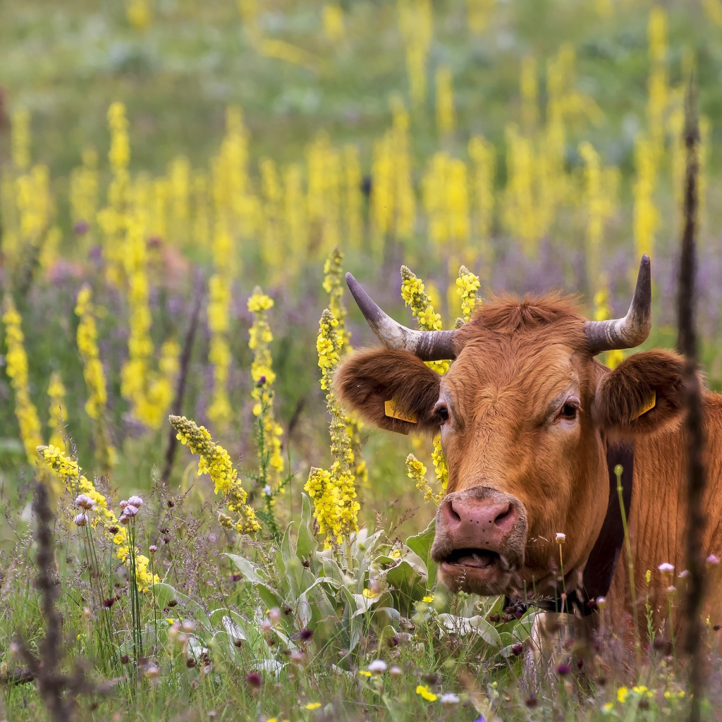 Big brown cows graze on a field with flowers