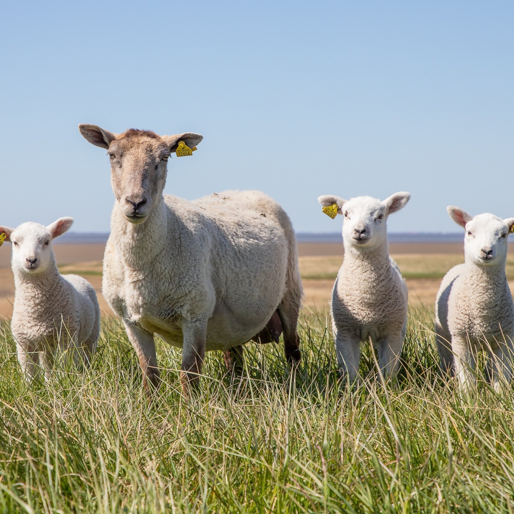 Большая овца с ягнятами на зеленой траве 