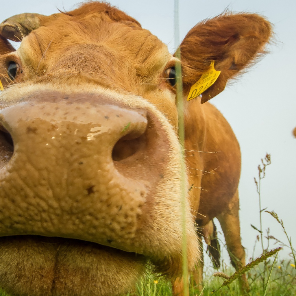 Большой мокрый нос коровы крупным планом