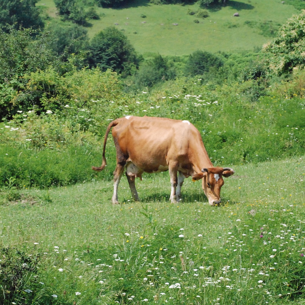 Коричневая корова пасется на зеленом лугу 