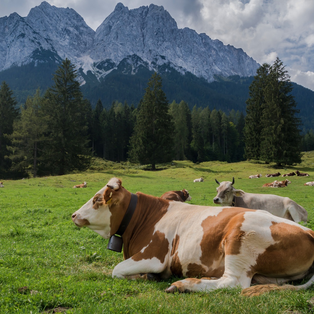 Cows graze in an alpine meadow on a background of mountains
