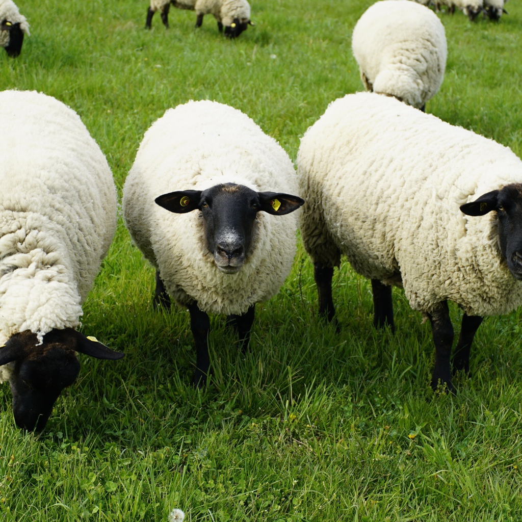 Fluffy sheep on green grass