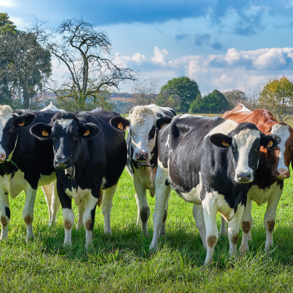 Стадо коров пасется на зеленом лугу 
