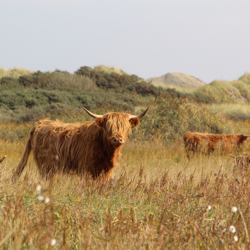 Стадо рогатых быков на поле 