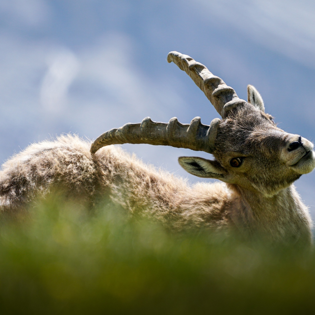 Муфлон чешет спину рогами