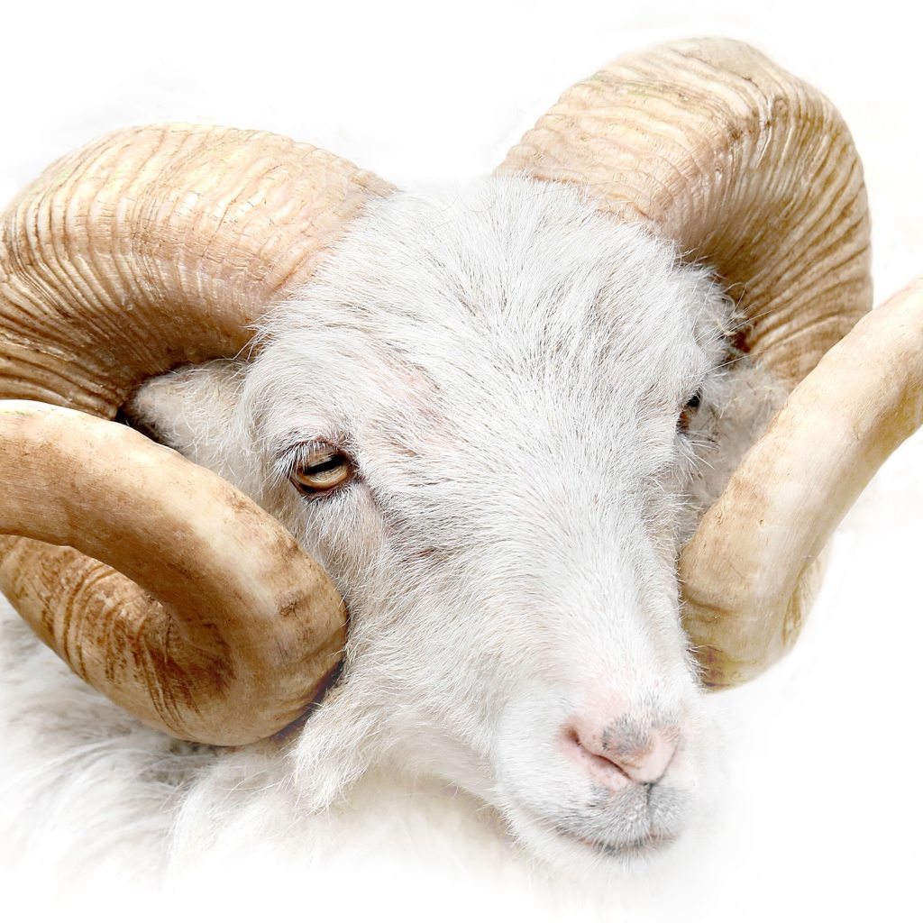 Баран с большими рогами на белом фоне