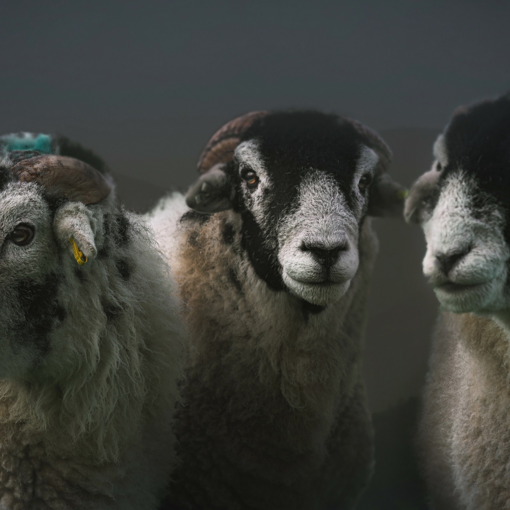 Три овцы на сером фоне