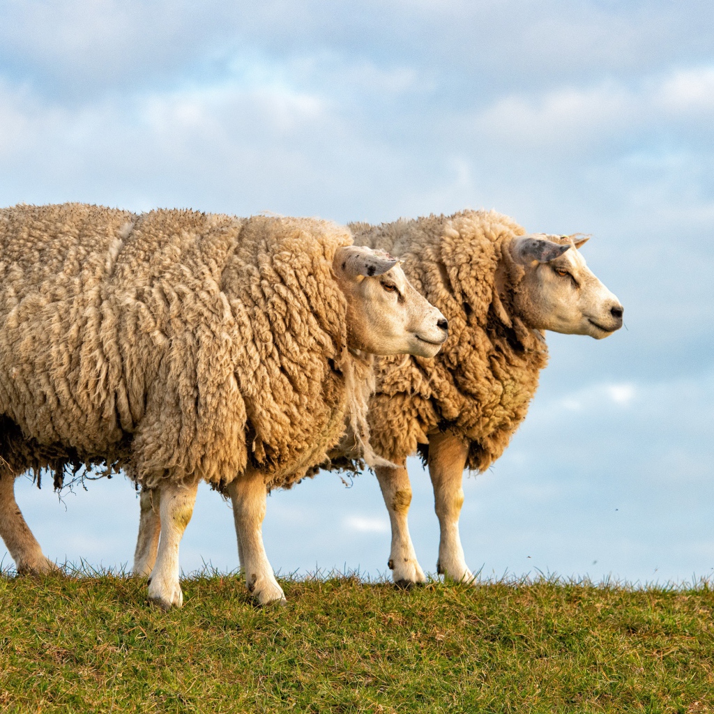 Две большие лохматые овцы на поле 