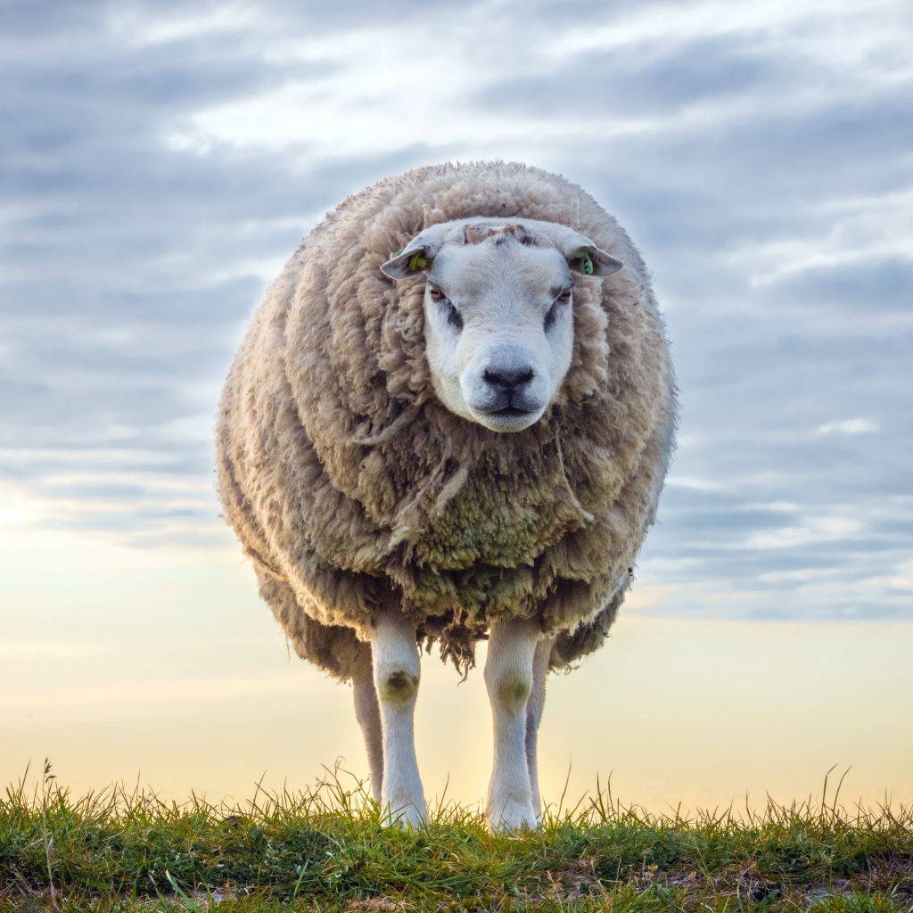 Нестриженая овца на поле на фоне неба 