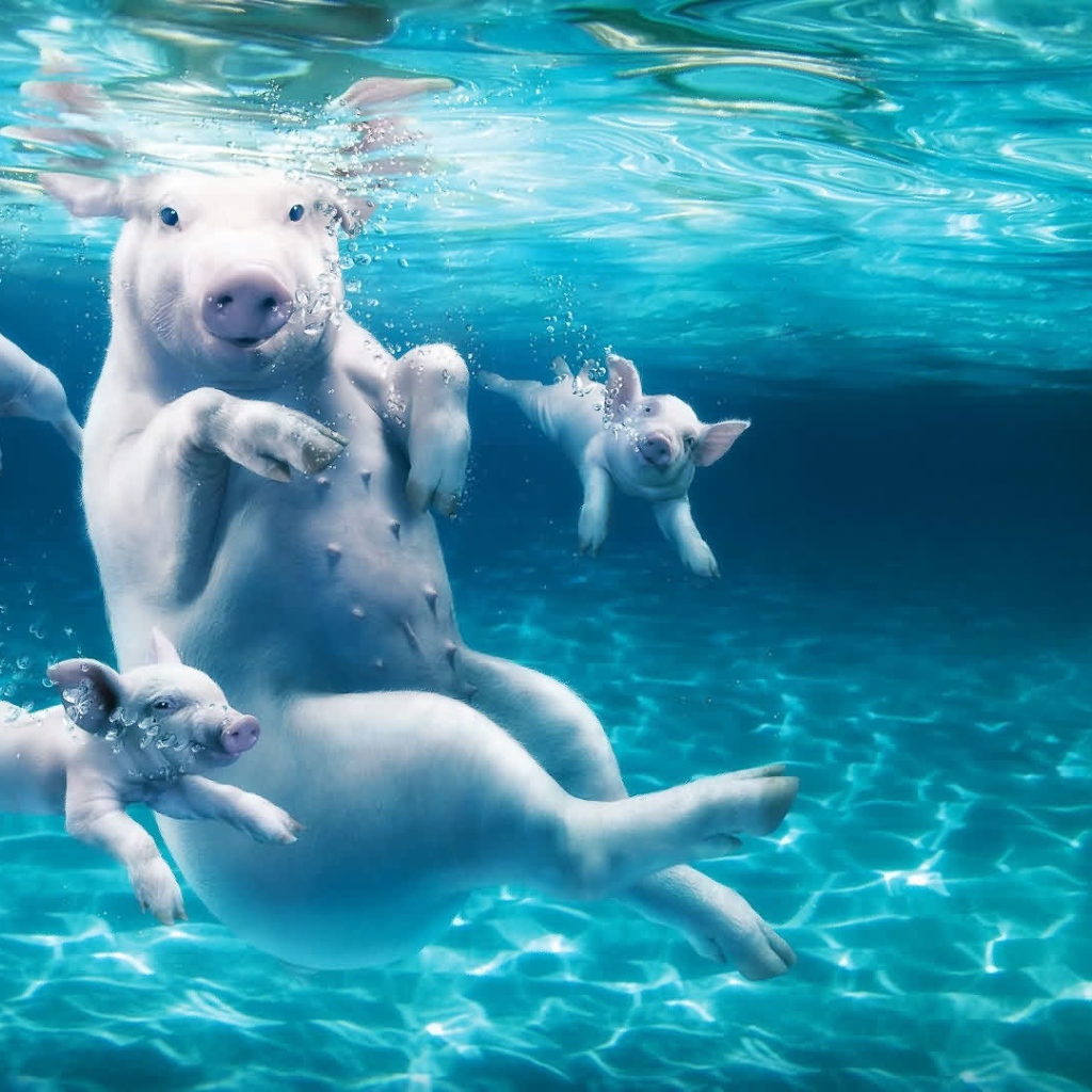 Большая свинья с поросятами в воде 