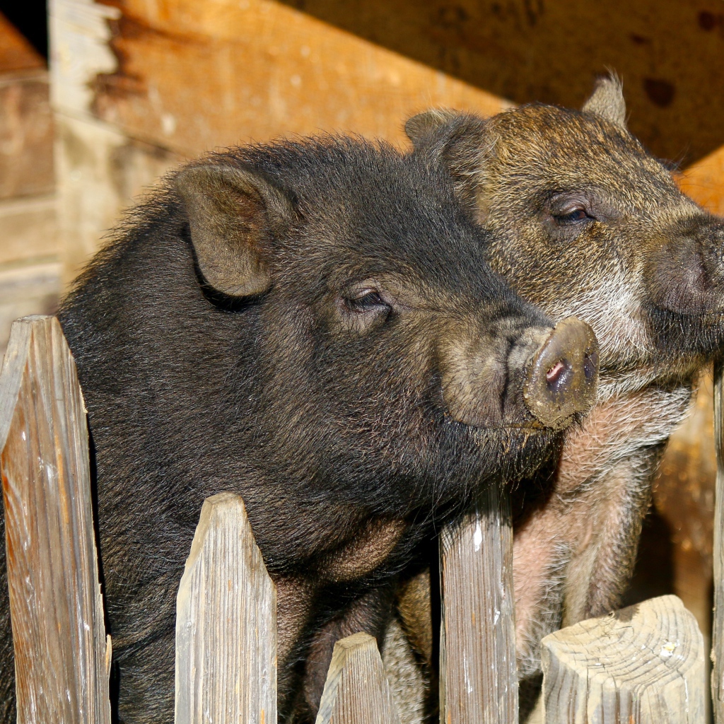 Два домашних поросенка в загородке