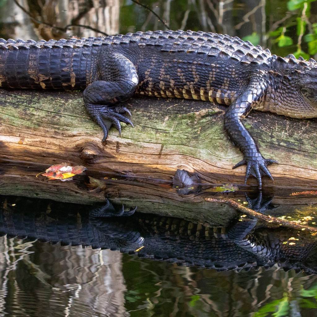 Большой аллигатор лежит на сухом дереве в воде