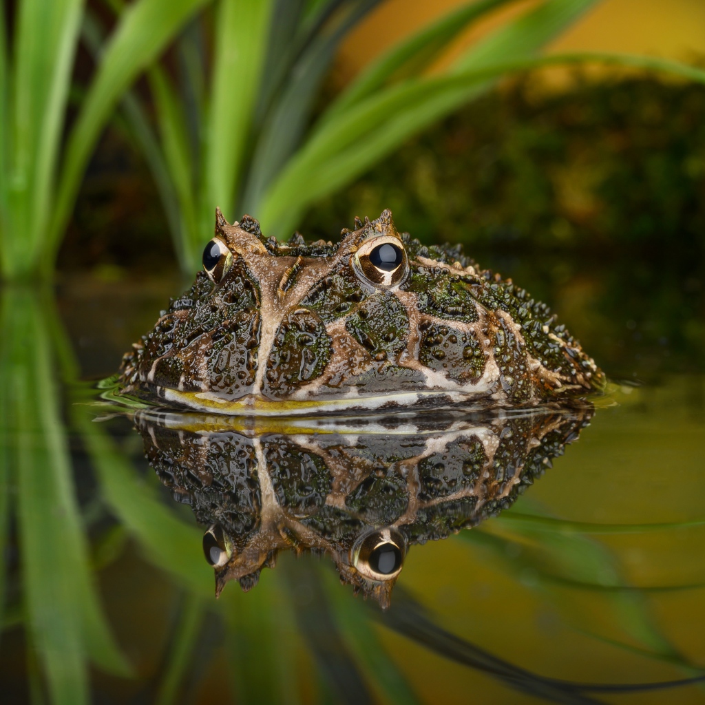 Большая зеленая жаба выглядывает из воды
