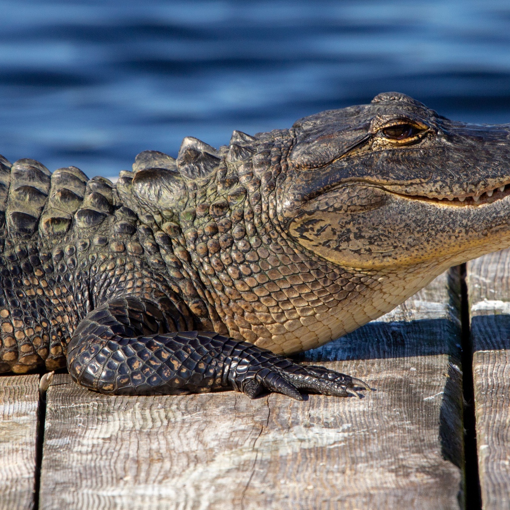 Аллигатор лежит на мосту у воды 