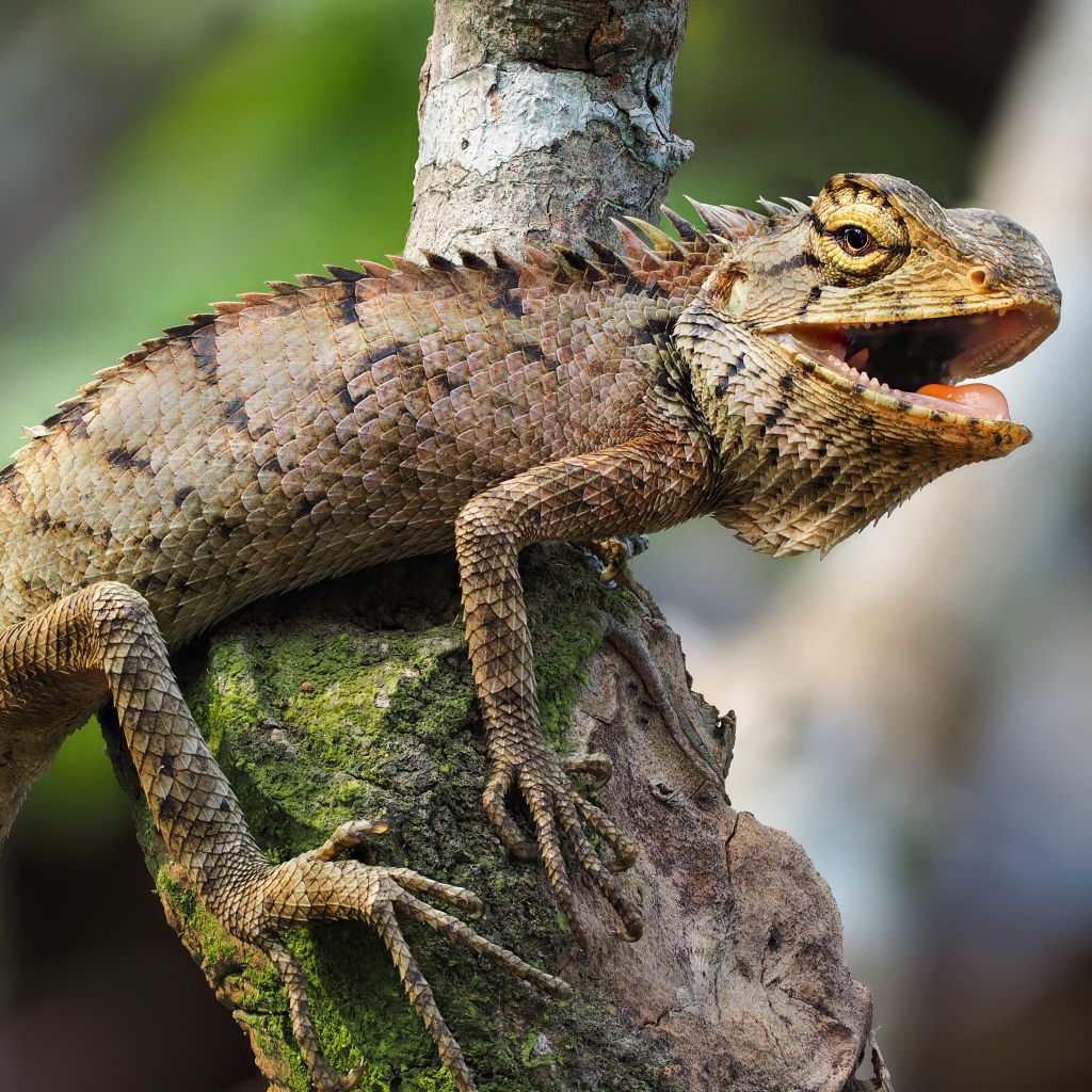 Большая сердитая  игуана сидит на сухом дереве 