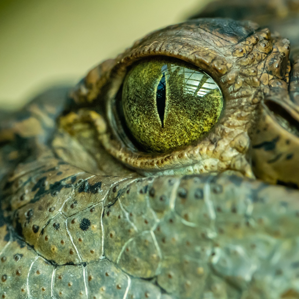 Глаз большого крокодила 