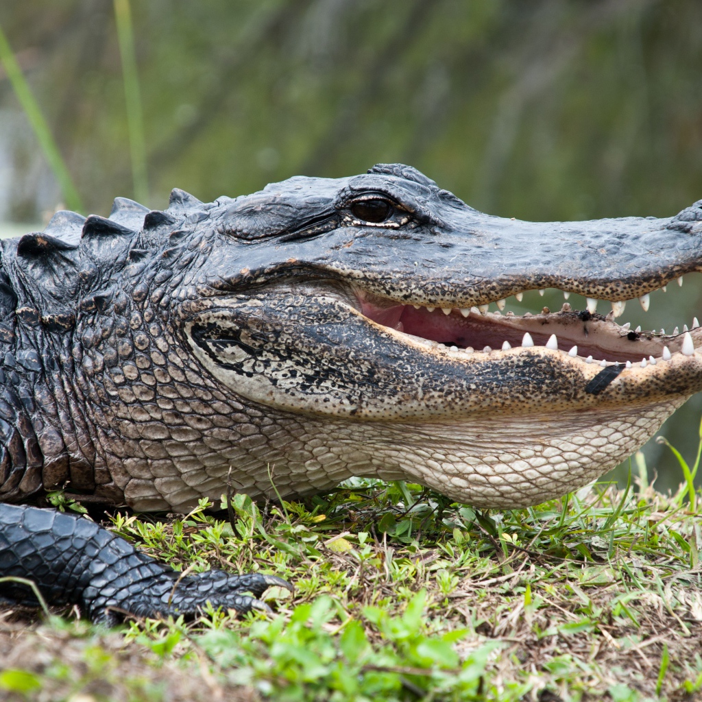 Большой крокодил на зеленой траве 