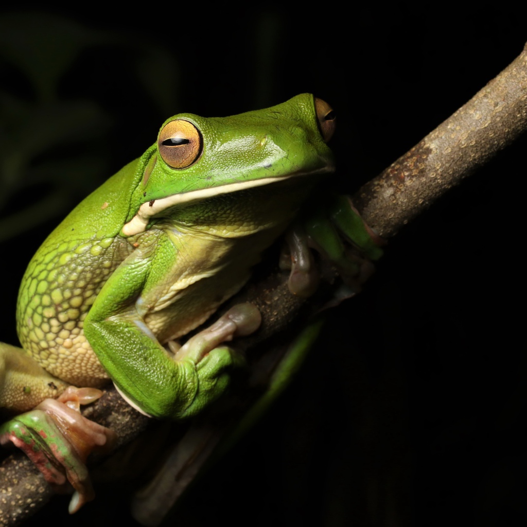 Большая зеленая лягушка сидит на ветке