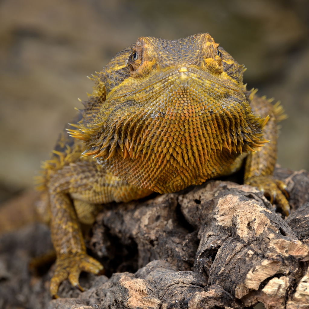 Большая игуана сидит на сухой коряге