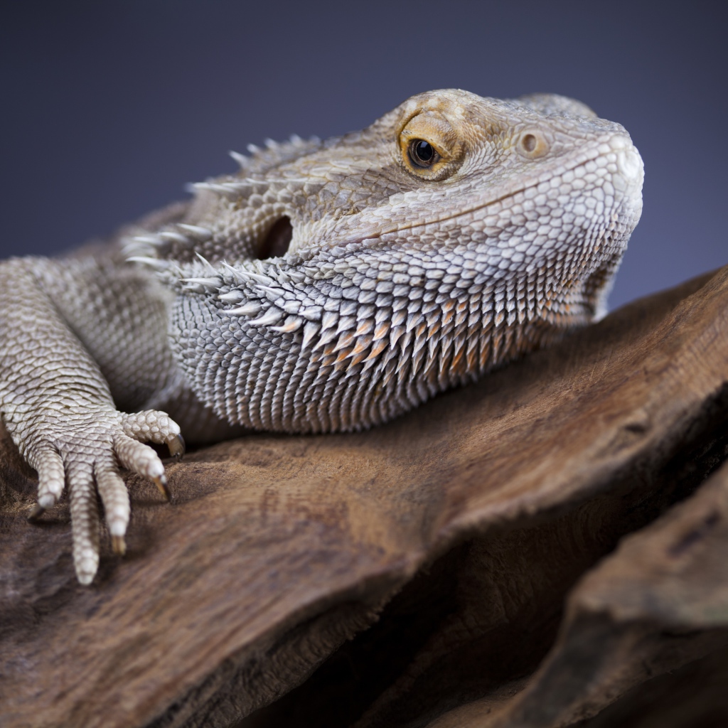 Большая игуана сидит на сухом дереве 