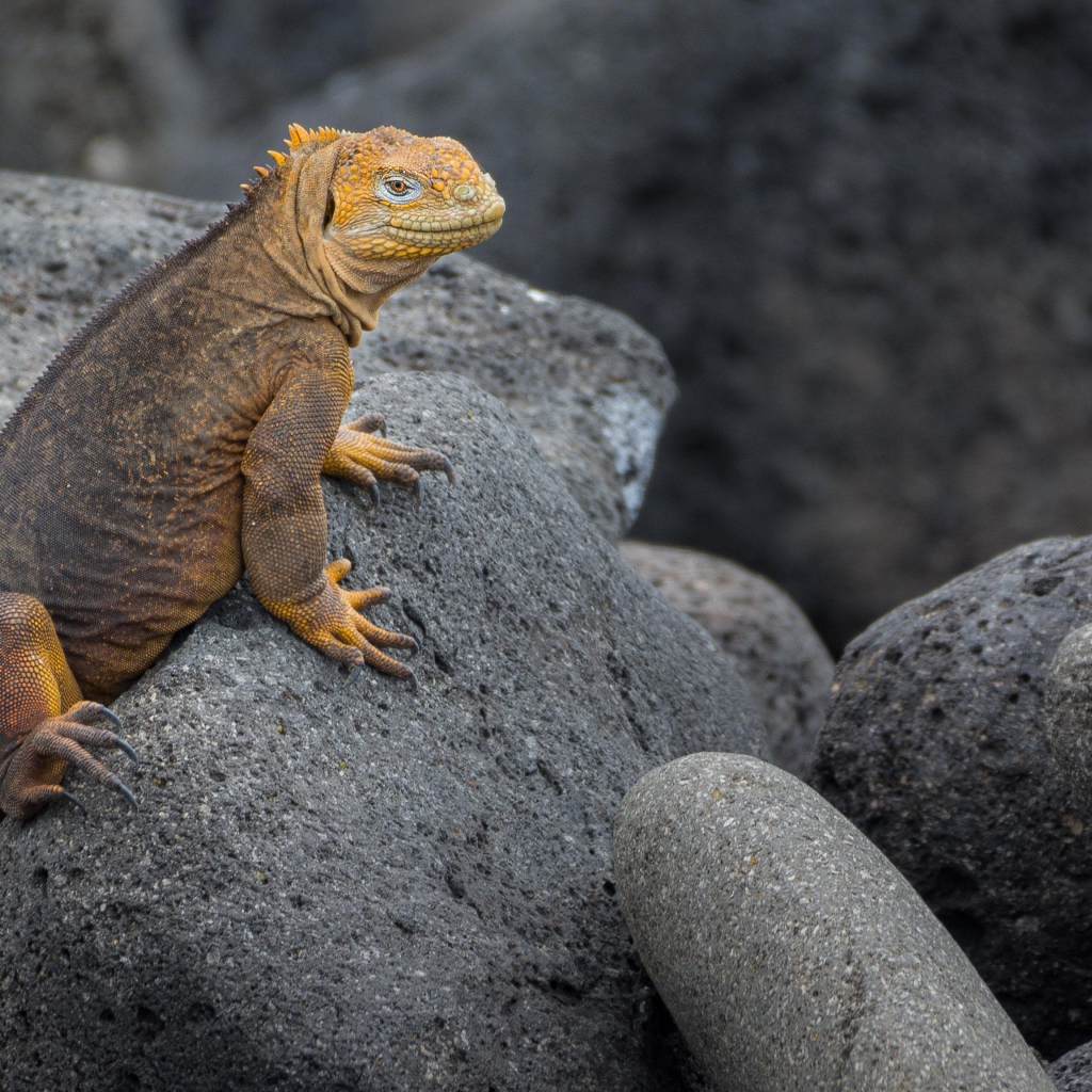 Большая игуана сидит на серых камнях 