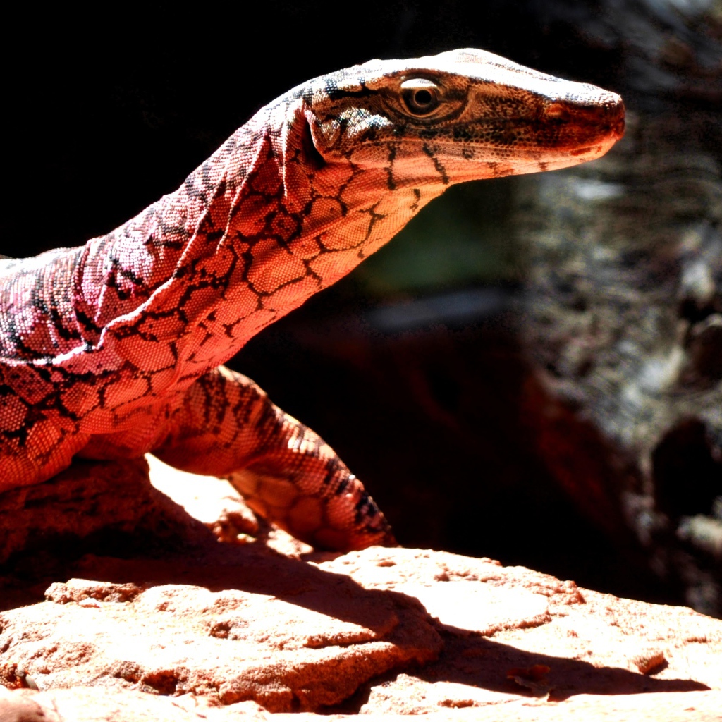 Большой варан стоит на камнях под солнцем