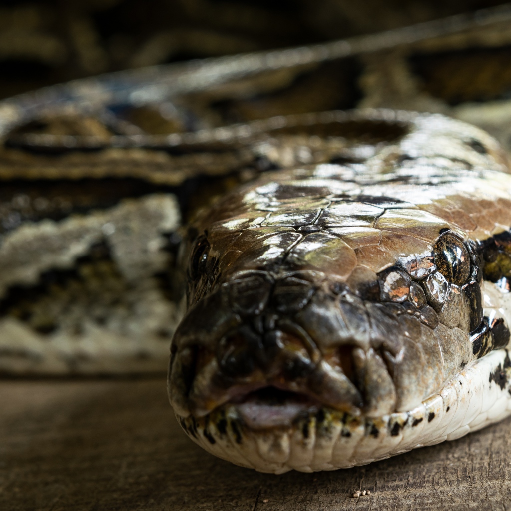 Большой питон крупным планом 