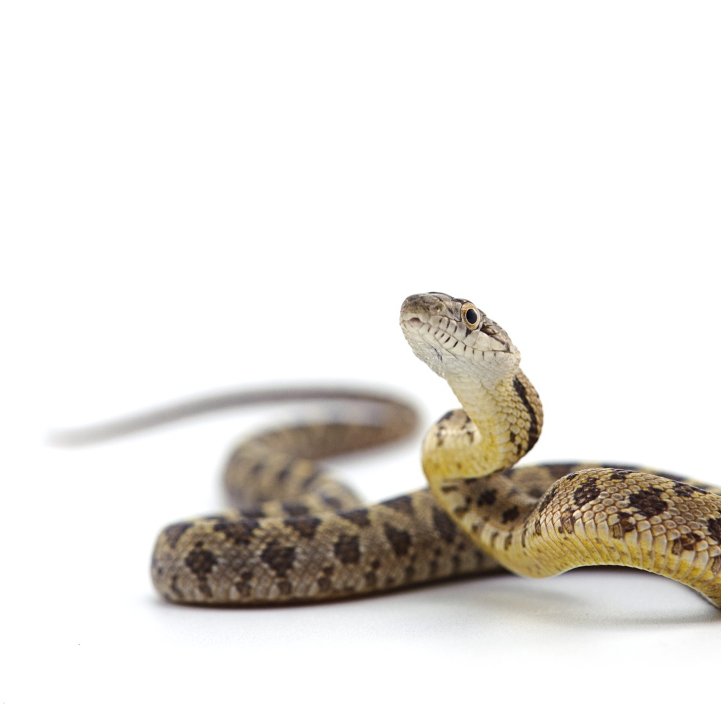 Большая змея на белом фоне