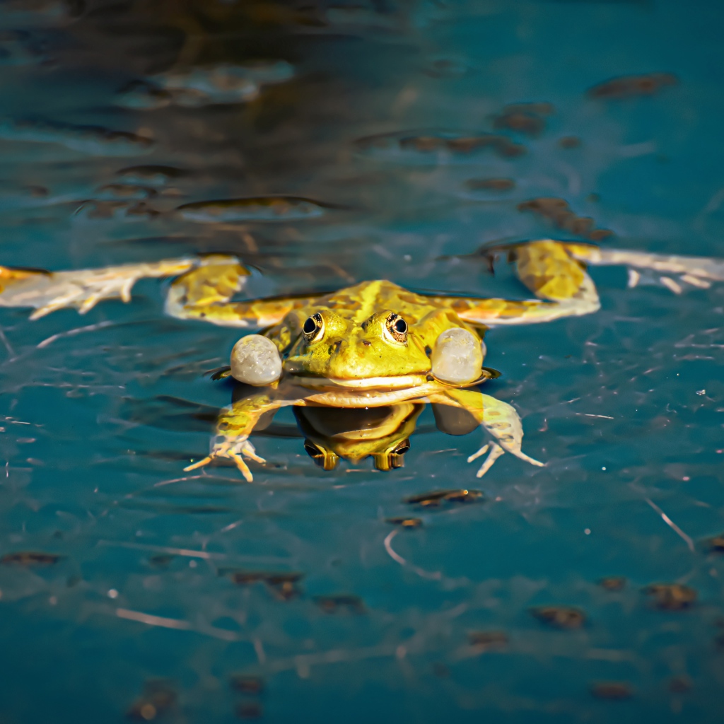 Зеленая лягушка в водоеме