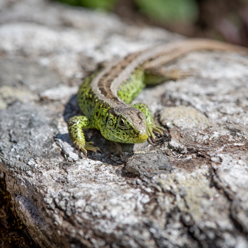 Зеленая ящерица сидит на камне 