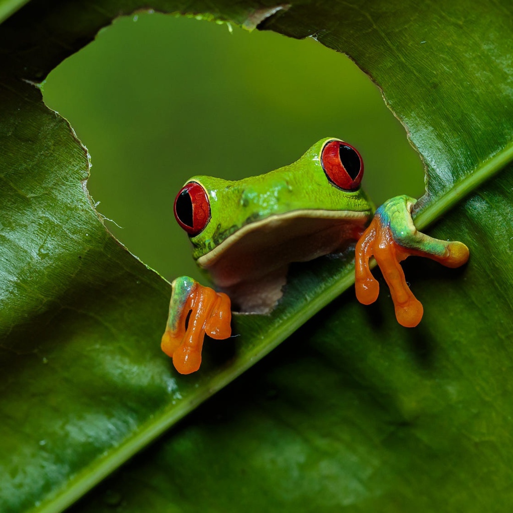 Green red eyed tree frog sitting on a green leaf