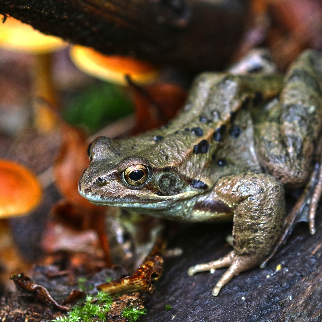 Зеленая жаба на дереве в лесу