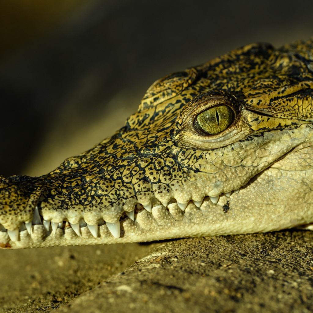 Большой крокодил с острыми клыками загорает на солнце