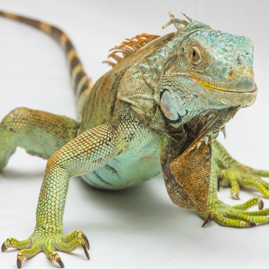 Большая зеленая игуана на сером фоне